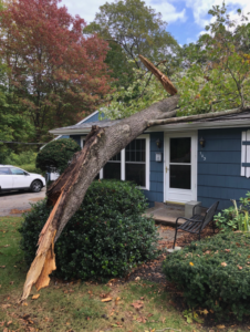 tree falls on neighbors property